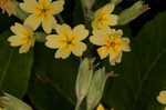 Cowslip primrose